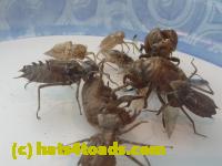 /home//u458753944/public_html/sourcegallery//Insects and small critters/silliness/P1050007.JPG